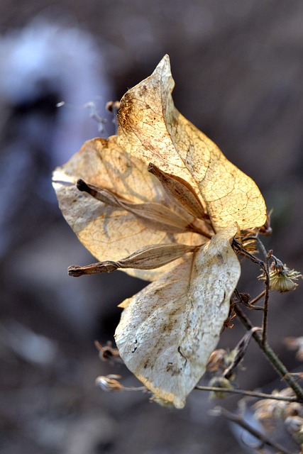 Nafkah Bagi Istri Yang Sudah Berpisah